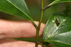 Ilex uraiensis, photograph (c) 曾昱承 Yu-Cheng Zeng, some rights reserved (CC BY)