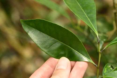 Ilex uraiensis