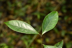 Ilex uraiensis, photograph (c) 曾昱承 Yu-Cheng Zeng, some rights reserved (CC BY)