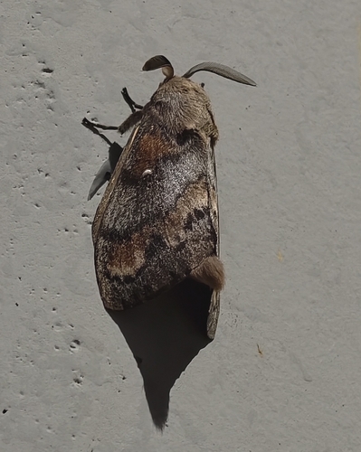 Dendrolimus superans