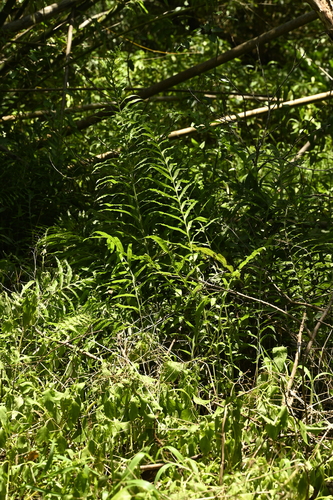 Leptochilus longissimus