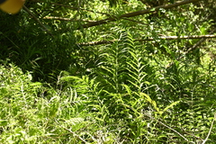 曾昱承 Yu-Cheng Zeng, CC BY, iNaturalist via GBIF Leptochilus longissimus, photograph 曾昱承 Yu-Cheng Zeng, CC BY, iNaturalist via GBIF