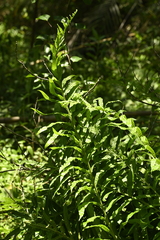 曾昱承 Yu-Cheng Zeng, CC BY, iNaturalist via GBIF Leptochilus longissimus, photograph 曾昱承 Yu-Cheng Zeng, CC BY, iNaturalist via GBIF