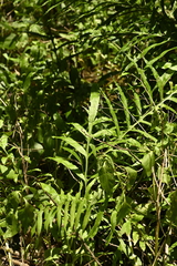 曾昱承 Yu-Cheng Zeng, CC BY, iNaturalist via GBIF Leptochilus longissimus, photograph 曾昱承 Yu-Cheng Zeng, CC BY, iNaturalist via GBIF
