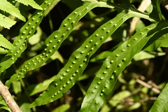 曾昱承 Yu-Cheng Zeng, CC BY, iNaturalist via GBIF Leptochilus longissimus, photograph 曾昱承 Yu-Cheng Zeng, CC BY, iNaturalist via GBIF