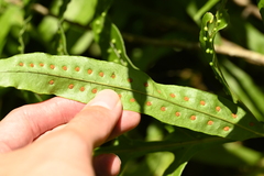 Leptochilus longissimus, photograph 曾昱承 Yu-Cheng Zeng, CC BY, iNaturalist via GBIF