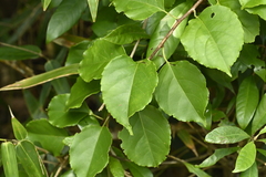 Celastrus kusanoi, photograph (c) 曾昱承 Yu-Cheng Zeng, some rights reserved (CC BY)