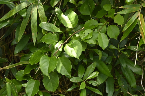 Celastrus kusanoi, photograph 3