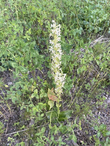 Lesser butterfly-orchid