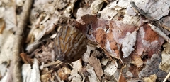 Morchella punctipes