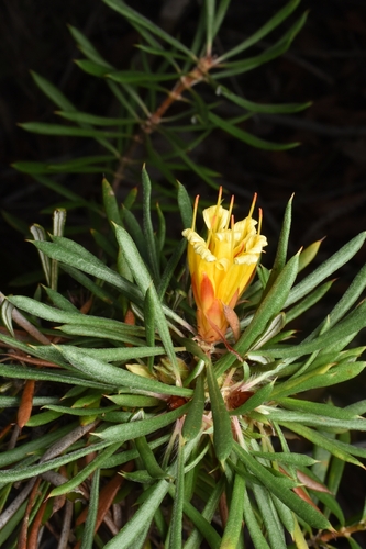 Fairall's Lambertia