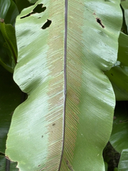 Asplenium setoi, photograph (c) 黃美滿, some rights reserved (CC BY)
