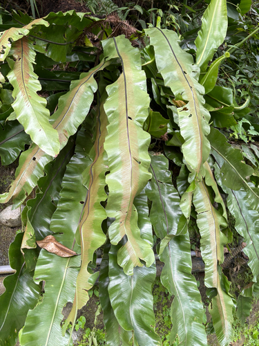 Asplenium setoi