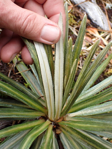 Celmisia armstrongii, photograph 1