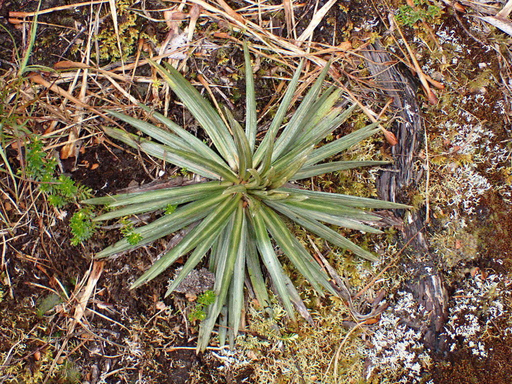 Celmisia armstrongii; photograph (c) Benjamin Lavin, some rights reserved (CC BY)
