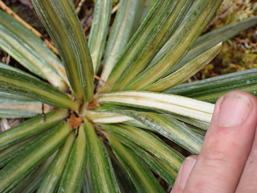 Celmisia armstrongii, photograph 3