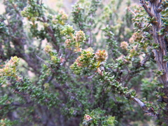 Acantholippia seriphioides