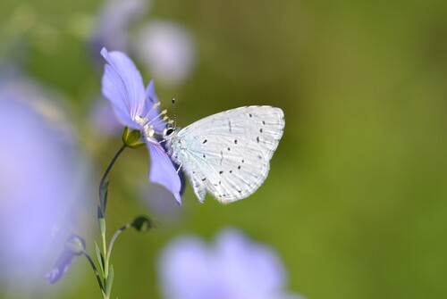 Holly Blue