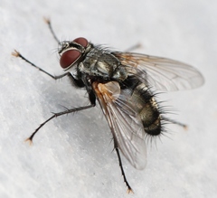 Thelaira nigripes