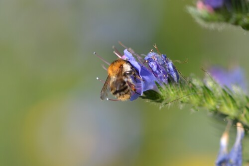 Common Carder Bumble Bee