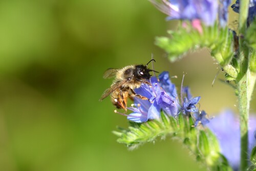 Red Mason Bee