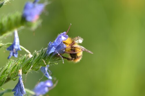Early Bumble Bee