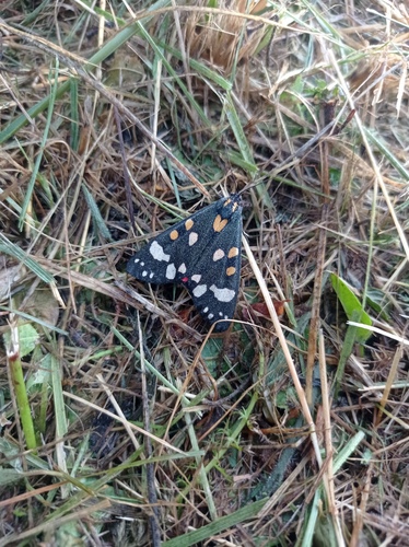 Scarlet Tiger
