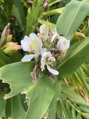 Butterfly ginger lily