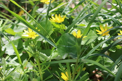 Ficaria verna calthifolia