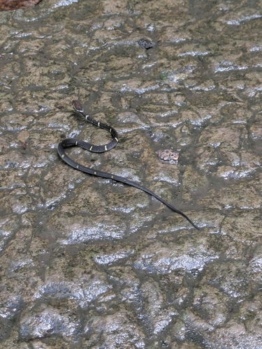Mount Omei Keelback