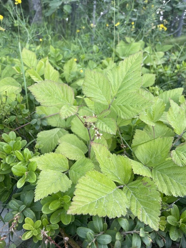 Stone Bramble