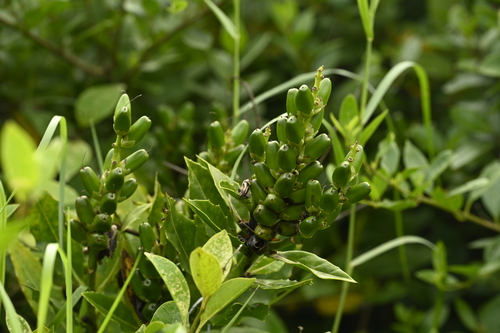 Acanthus ilicifolius, photograph 3