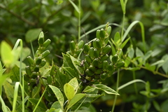 Acanthus ilicifolius, photograph (c) 曾昱承 Yu-Cheng Zeng, some rights reserved (CC BY)