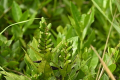 Acanthus ilicifolius, photograph (c) 曾昱承 Yu-Cheng Zeng, some rights reserved (CC BY)