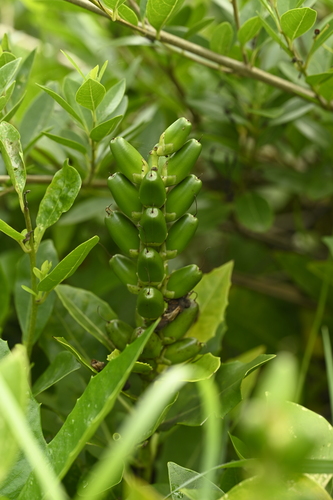 Acanthus ilicifolius, photograph 4