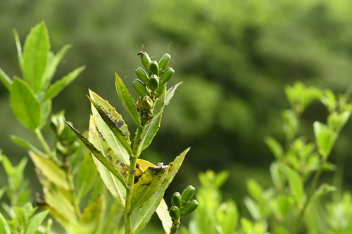 Acanthus ilicifolius, photograph 5