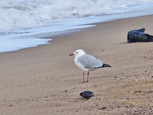 Silver Gull