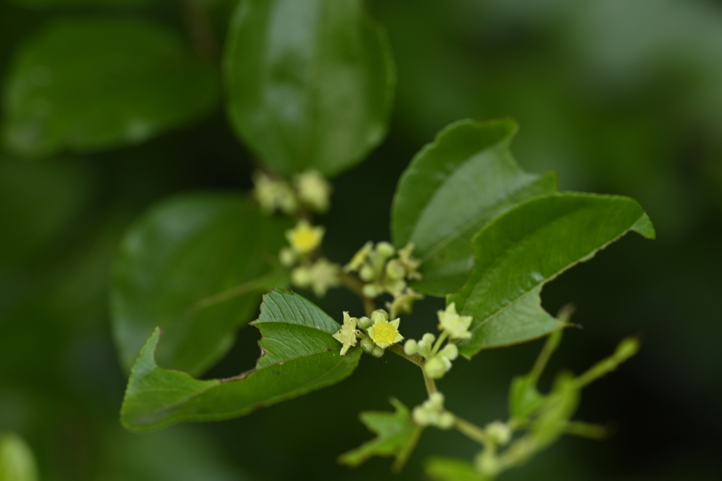 Paliurus ramosissimus; photograph (c) 曾昱承 Yu-Cheng Zeng, some rights reserved (CC BY)