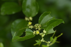 Paliurus ramosissimus