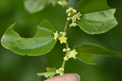 Paliurus ramosissimus, photograph (c) 曾昱承 Yu-Cheng Zeng, some rights reserved (CC BY)