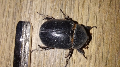 Pentodon algerinus