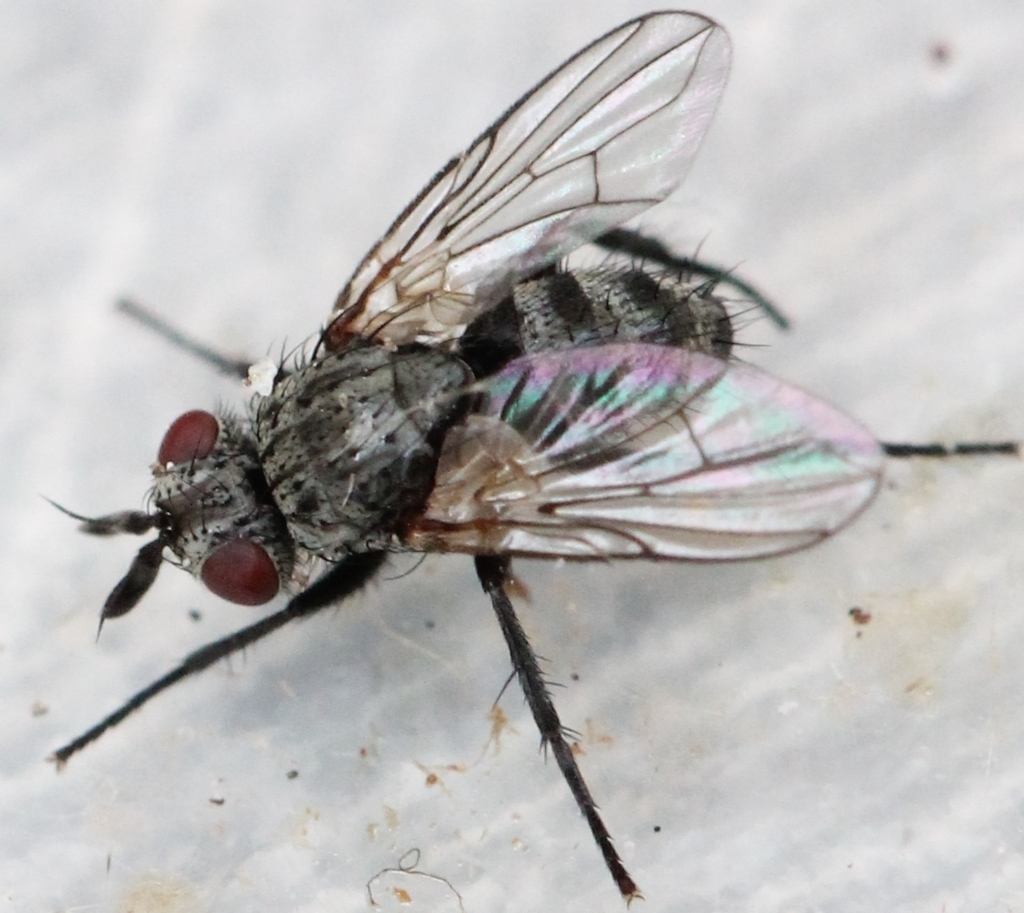 Triarthria