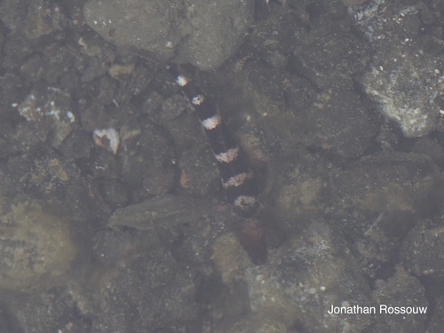 Enneapterygius etheostomus observed 2026-06-08
