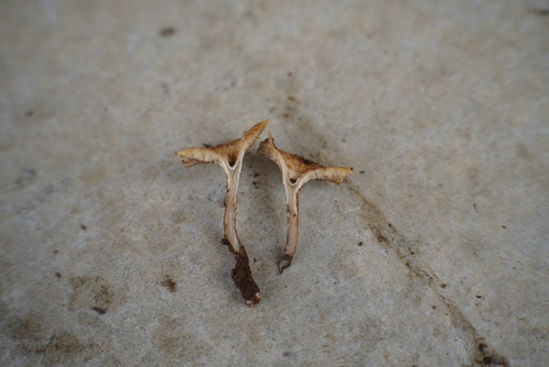 Spring Polypore