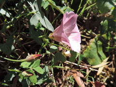 Calystegia purpurata