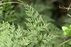 Onychium japonicum, photograph (c) 曾昱承 Yu-Cheng Zeng, some rights reserved (CC BY)