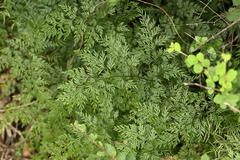 Onychium japonicum, photograph (c) 曾昱承 Yu-Cheng Zeng, some rights reserved (CC BY)