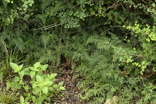 Onychium japonicum, photograph 3