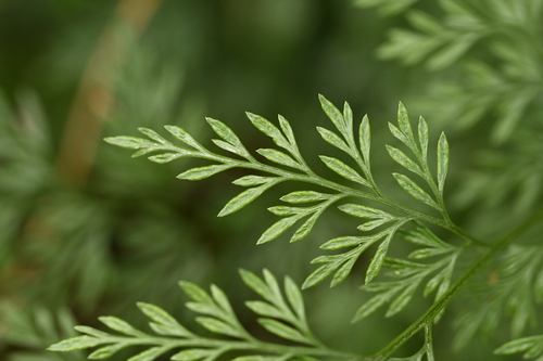Onychium japonicum, photograph 6
