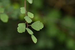 Spiraea blumei